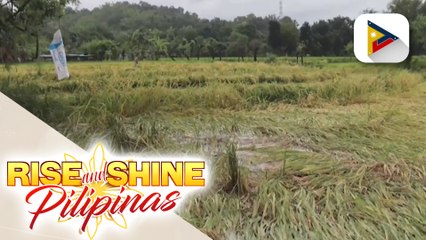 Pinsala ng #GoringPH sa agrikultura, pumalo sa higit P1B