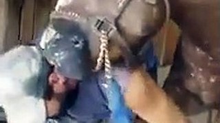 Horse behaves hilariously while farrier attempts to file hoof