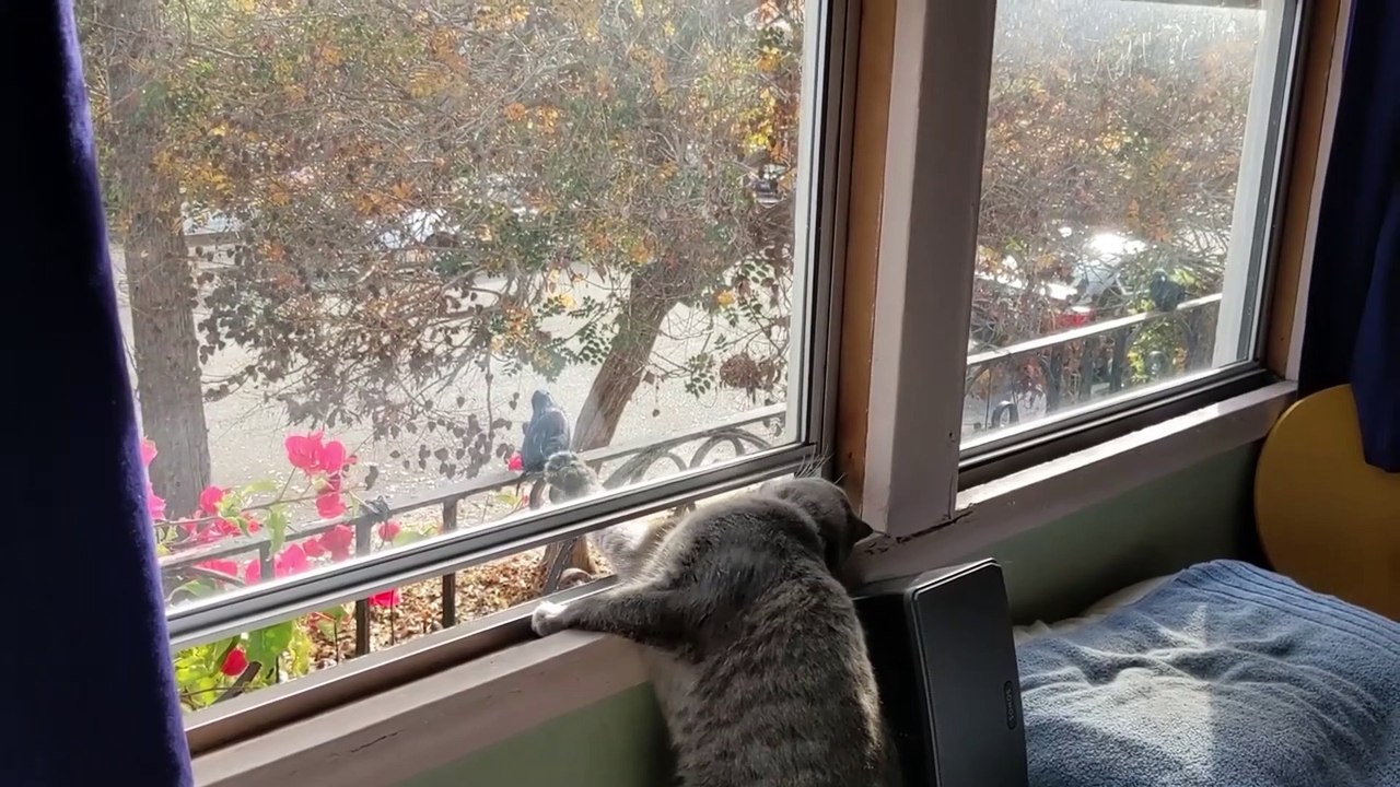 cat comedy