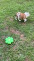 Playful Dog Startled By Spontaneous Ball Transformation