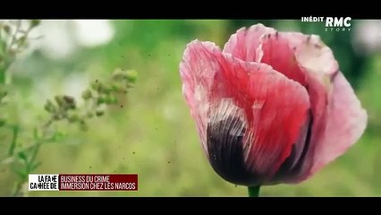 CARTEL DE SINALOA  Les barons de la drogue font la lois