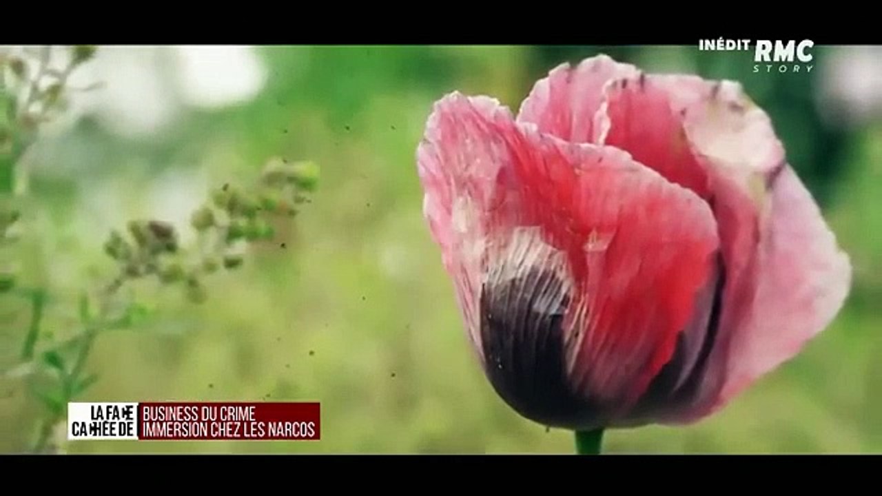 CARTEL DE SINALOA  Les barons de la drogue font la lois