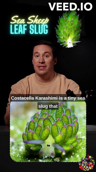 Meet the Sea Sheep Leaf Slug, the Solar-Powered Sea Slug