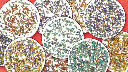 The intestinal microbiota