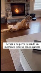 Perrito enternece a usuarios al ser captado con su juguete.