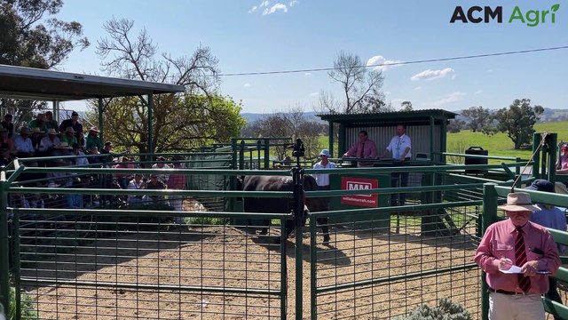 Millah Murrah bull sells for big price early on in sale