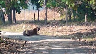 Rare of Tigress with 5 Cubs walking along the road in wild (Video)