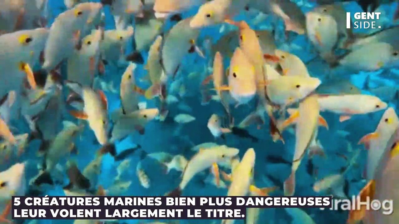Voici les animaux marins les plus dangereux, et non les requins n’en font pas partie