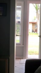 Great White Egret Plays Peekaboo