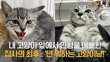 내 고양이 대신 인형을 예뻐한 집사의 최후.. '고양이의 질투는 무서워'