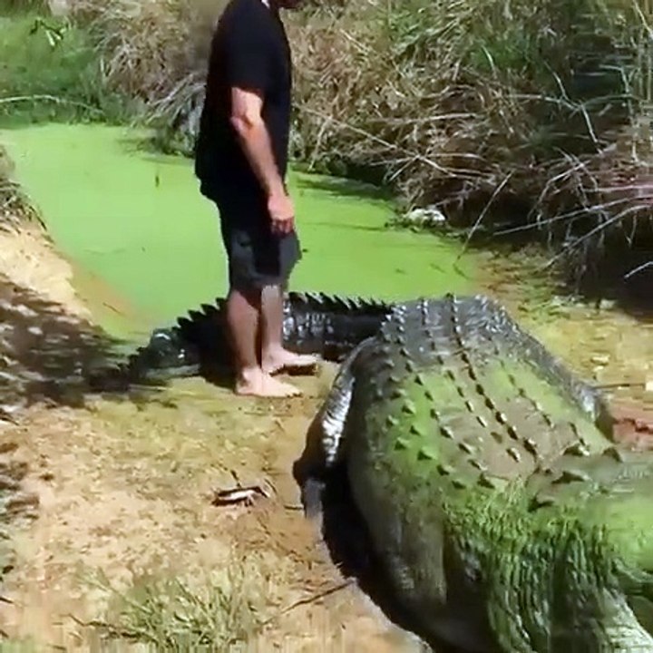 Huge crocodile