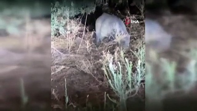 Sitelere dadanan domuzlar vatandaşın kabusu oldu