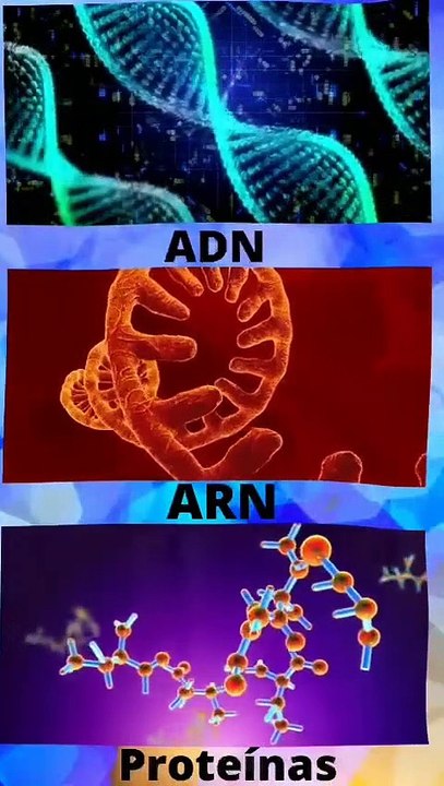 ¿CREACION O EVOLUCION?...