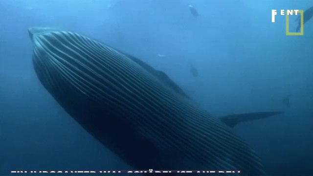 Unglaublich: 34 Millionen Jahre alter Wal-Schädel in den USA entdeckt