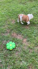 Playful Dog Startled By Spontaneous Ball Transformation