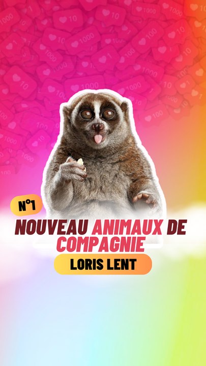 Nouveaux animaux de compagnie EPISODE N⁰1
