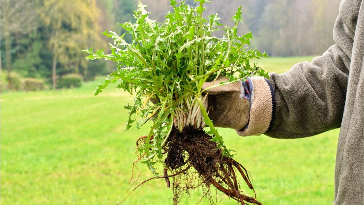 Unkraut entfernen: Dieser Trick wirkt wie eine echte Geheimwaffe