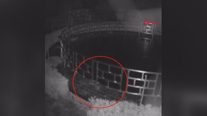 İngiltere'de bir su samuru 125 bin dolar değerindeki koi balıklarını yedi