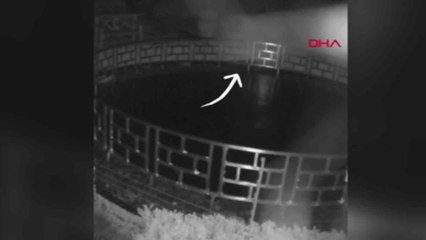 Su samuru otele gelip, 125 bin dolarlık koi balıklarını yedi!