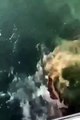 Une otarie vient se réfugier sur un bateau pour échapper à une orque