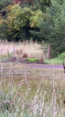 raposa e veado brincam