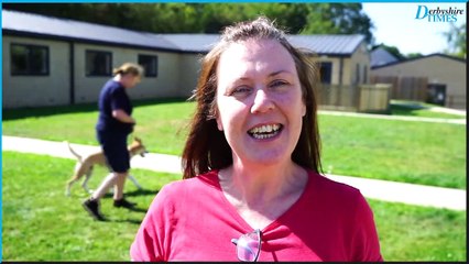 Chesterfield RSPCA - dogs want a new home