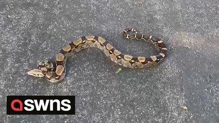 UK: Neighbours shocked by appearance of boa constrictor in middle of Kent road