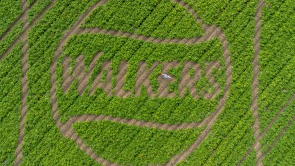 World's biggest-ever 'billboard' - a 73,000 sq ft 'cropvert' in a British potato field