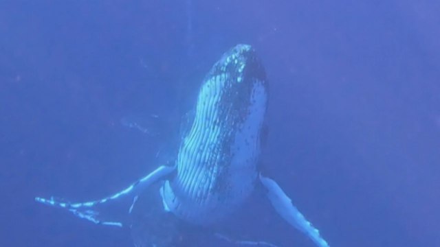 Diver captures magnificent sight of 2 incredible male escort whales competing for a female's love