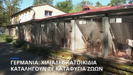 Γερμανία: Όλο και περισσότερα κατοικίδια καταλήγουν σε καταφύγια ζώων