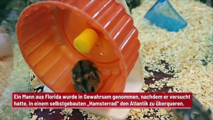 Mann will im „Hamsterrad“ den Atlantik überqueren