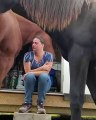 O bonito momento em que cavalo tenta consolar mulher em lágrimas