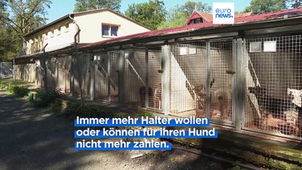 Hund zu teuer: Tierheime in Deutschland voll