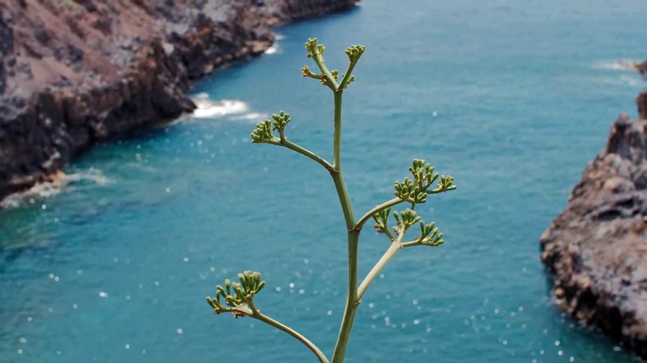 Ara la llum cau vertical Trailer OmeU