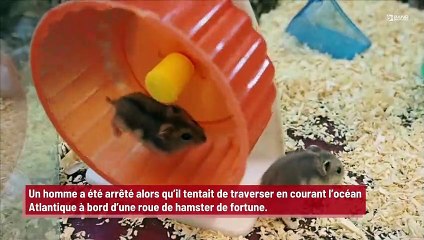 Un homme arrêté alors qu’il tentait de traverser l’océan Atlantique à bord d’une roue de hamster de fortune !