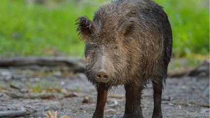 Rätsel um radioaktive Wildschweine gelöst
