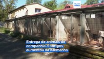 Inflação obriga alemães a entregarem animais de estimação aos abrigos