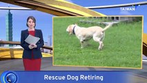 Retired Search and Rescue Dog Up for Adoption