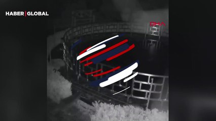 İngiltere’de bir su samuru 125 bin dolar değerindeki koi balıklarını yedi