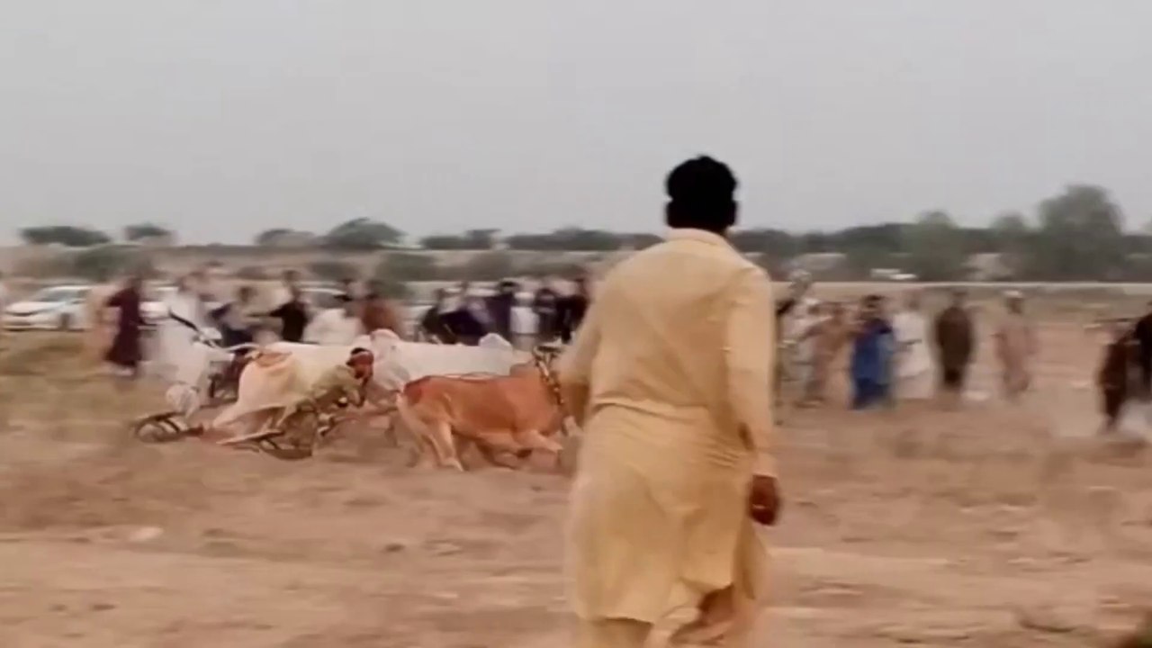 Sindh Bull Race_Daandan ji goi __سنڌ ڏاندن جي گوئ