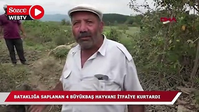 Bataklıkta mahsur kalan 4 büyükbaş hayvan kurtarıldı