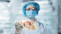 Científicos Crean Un Modelo De Embrión Sin Espermatozoides Ni Óvulos
