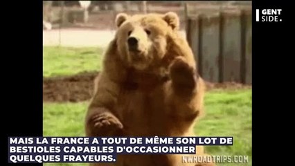 Que faire en cas de piqûre de scorpion ? Ce geste à faire immédiatement