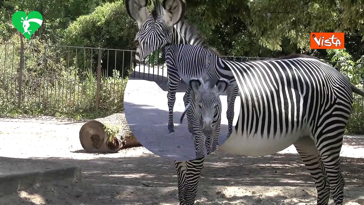 Eccezionale fiocco rosa al Bioparco di Roma, nata piccola zebra di una specie a rischio
