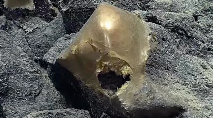 Forscher finden "goldenes Ei" am Meeresboden