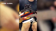 Sahibiyle beraber gitar çalan kedi yüzleri gülümsetti