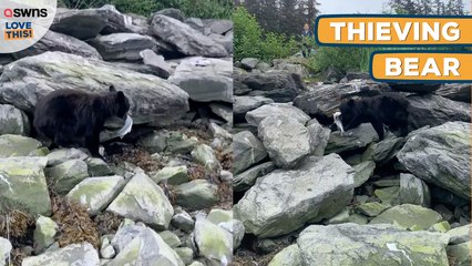 Cheeky Bear STEALS Fish from FISHERMEN!