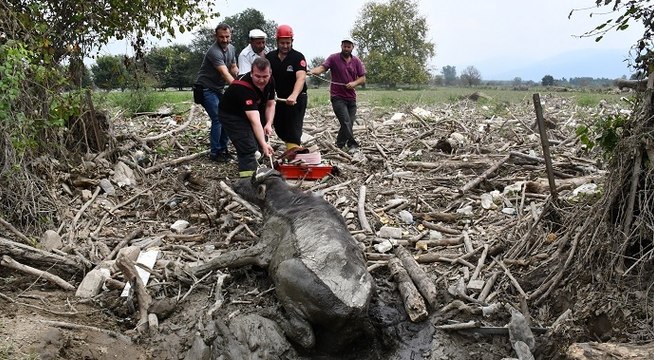 Düzce'de bataklıkta mahsur kalan 4 büyükbaş hayvan kurtarıldı