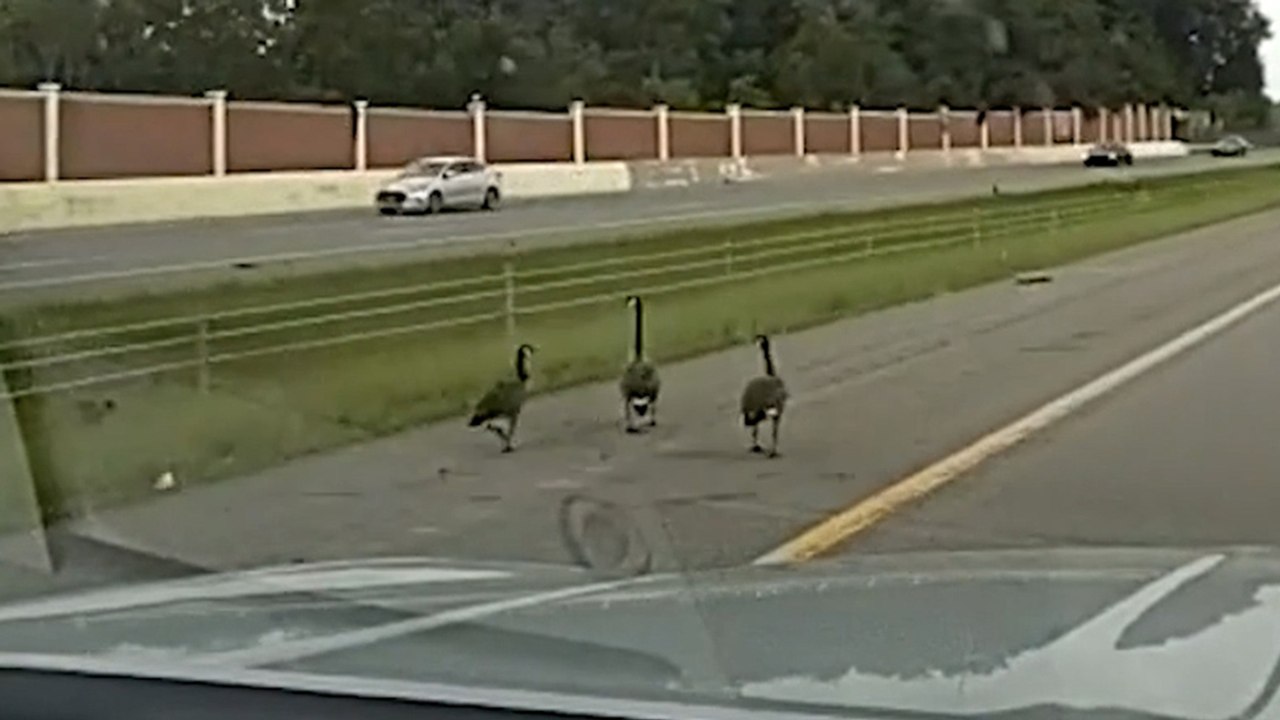 Cops Chase GEESE Off The Highway!
