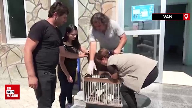 İsrail’de halkalanan gökdoğan kuşu tedavisinin ardından özgürlüğe kanat çırptı